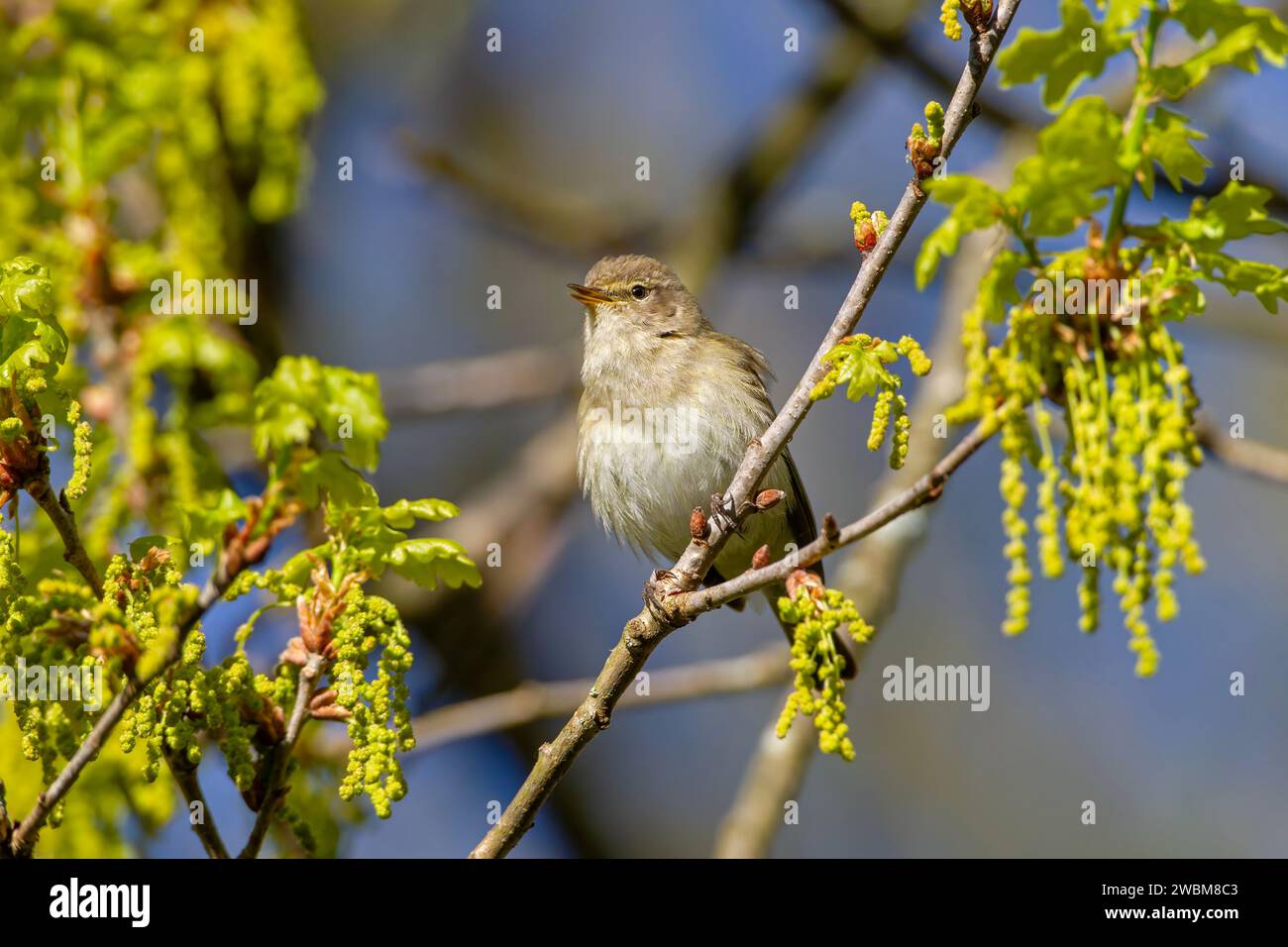 Mousseline chantant dans le feuillage printanier des arbres Banque D'Images