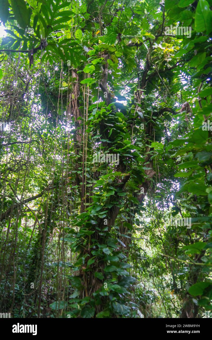 Lianes entrelacées et feuillage luxuriant au cœur de la forêt tropicale de Maui. Banque D'Images