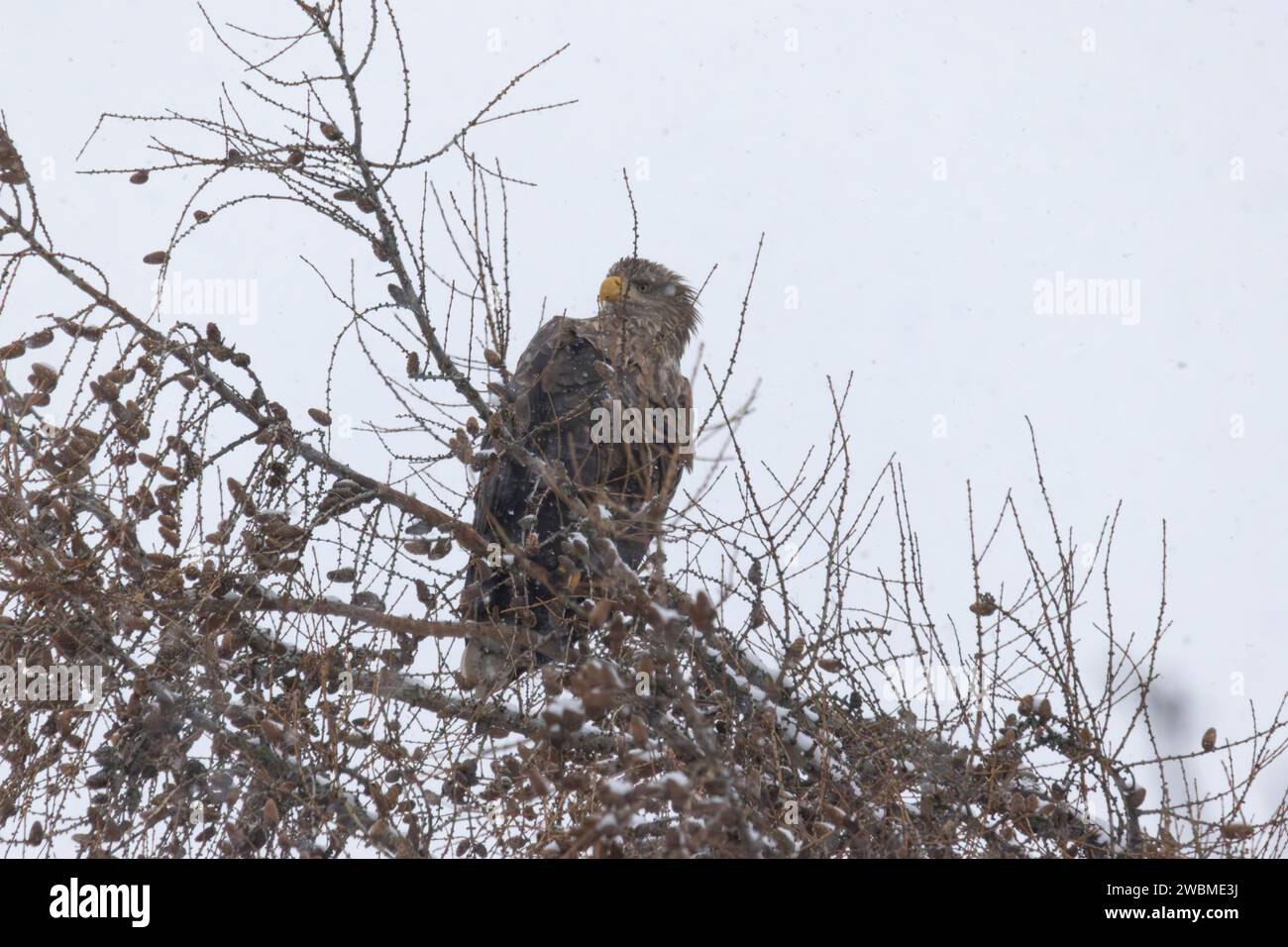 Aigle à queue blanche assis dans un arbre pendant une tempête de neige à Tallinn, Estonie Banque D'Images