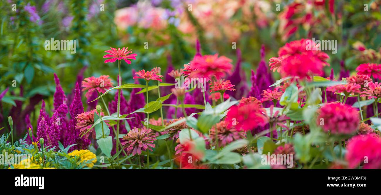 Une scène en plein air avec un jardin luxuriant rempli d'une abondance de fleurs rouges vibrantes se prélassant dans la chaude lumière du soleil Banque D'Images