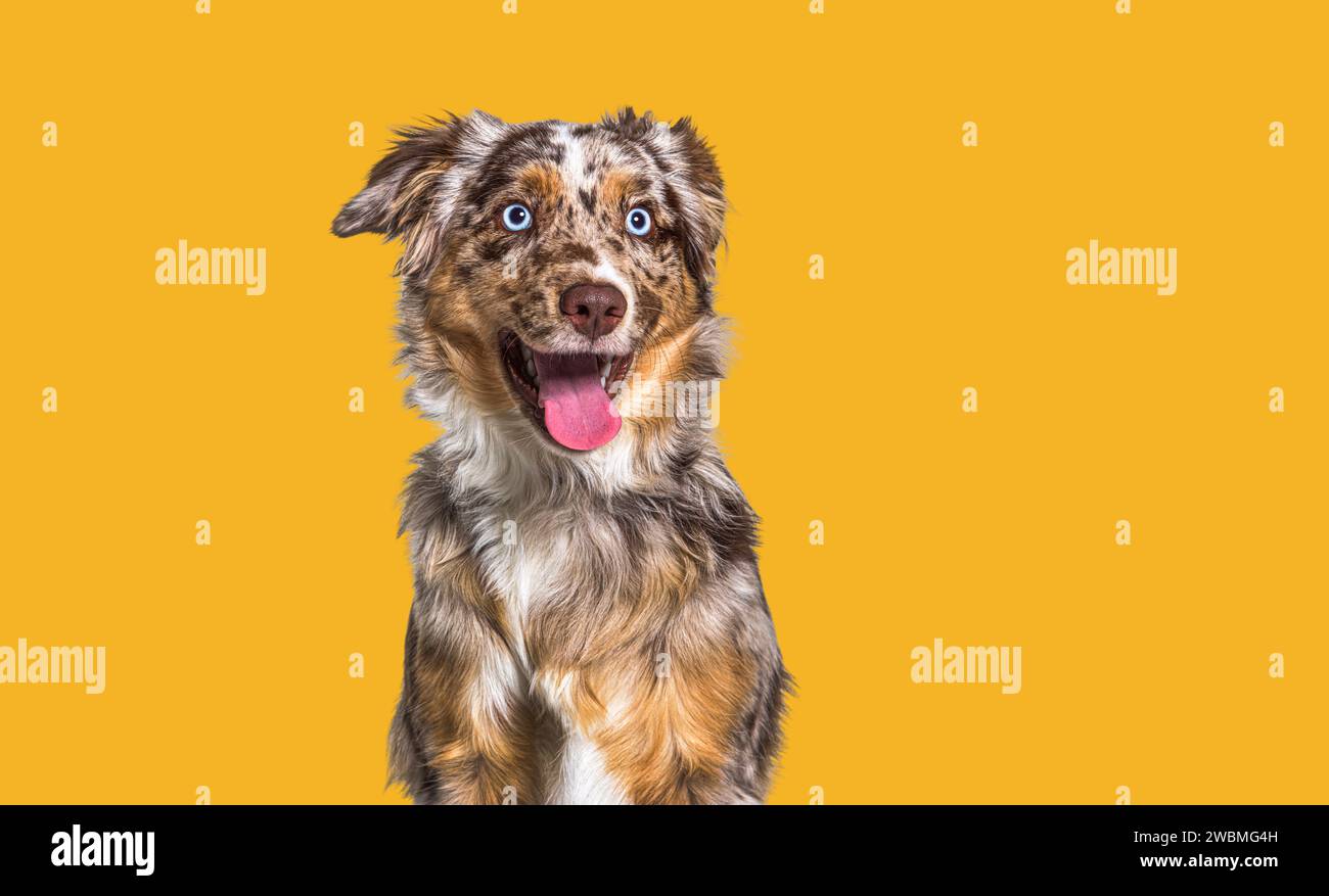 Red merle chien heureux, yeux bleus, haletant sur fond jaune Banque D'Images