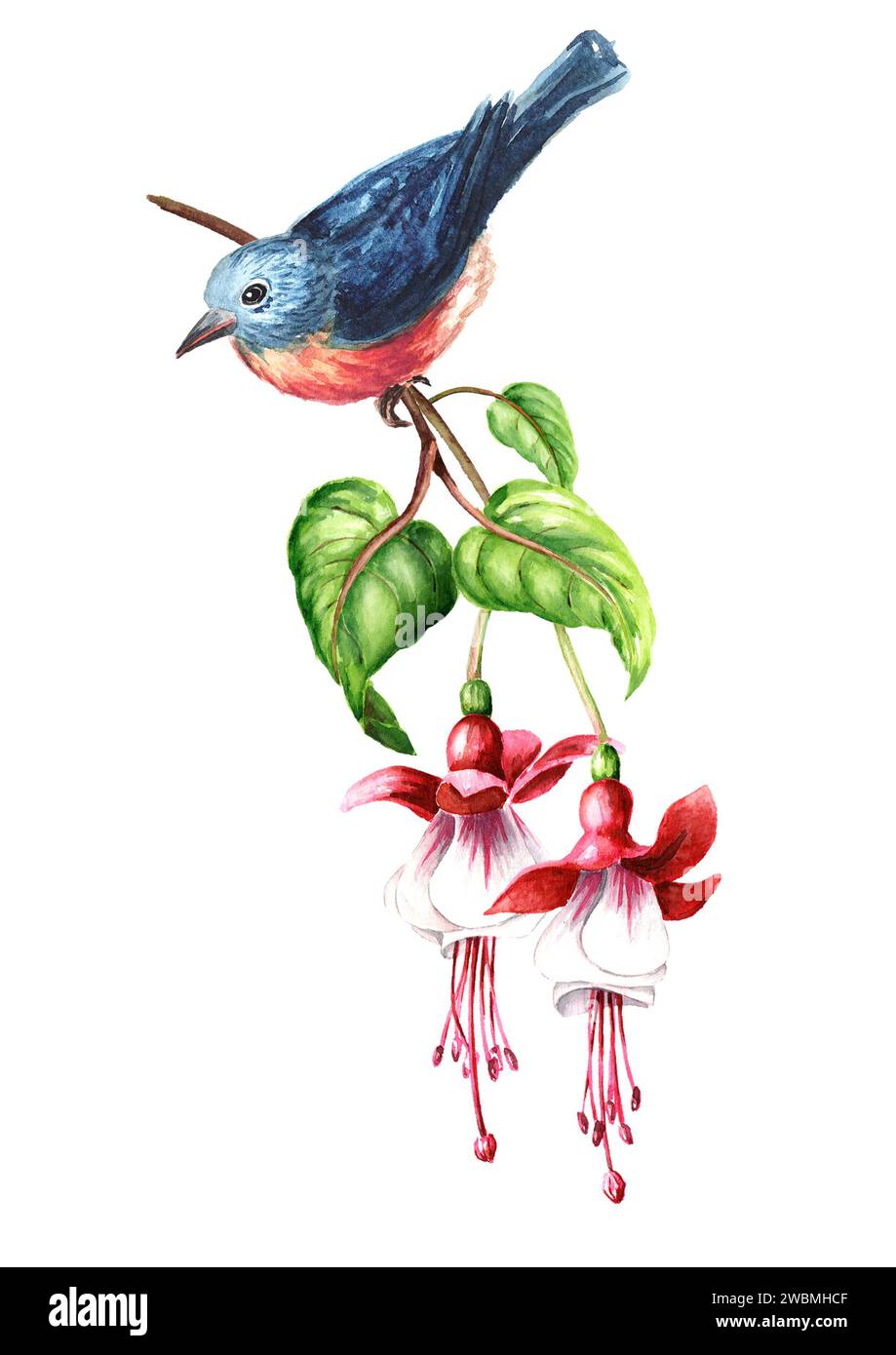 Oiseau assis sur une branche de Fuchsia fleurie avec des fleurs roses, des bourgeons et des feuilles. Illustration d'aquarelle dessinée à la main isolée sur fond blanc Banque D'Images