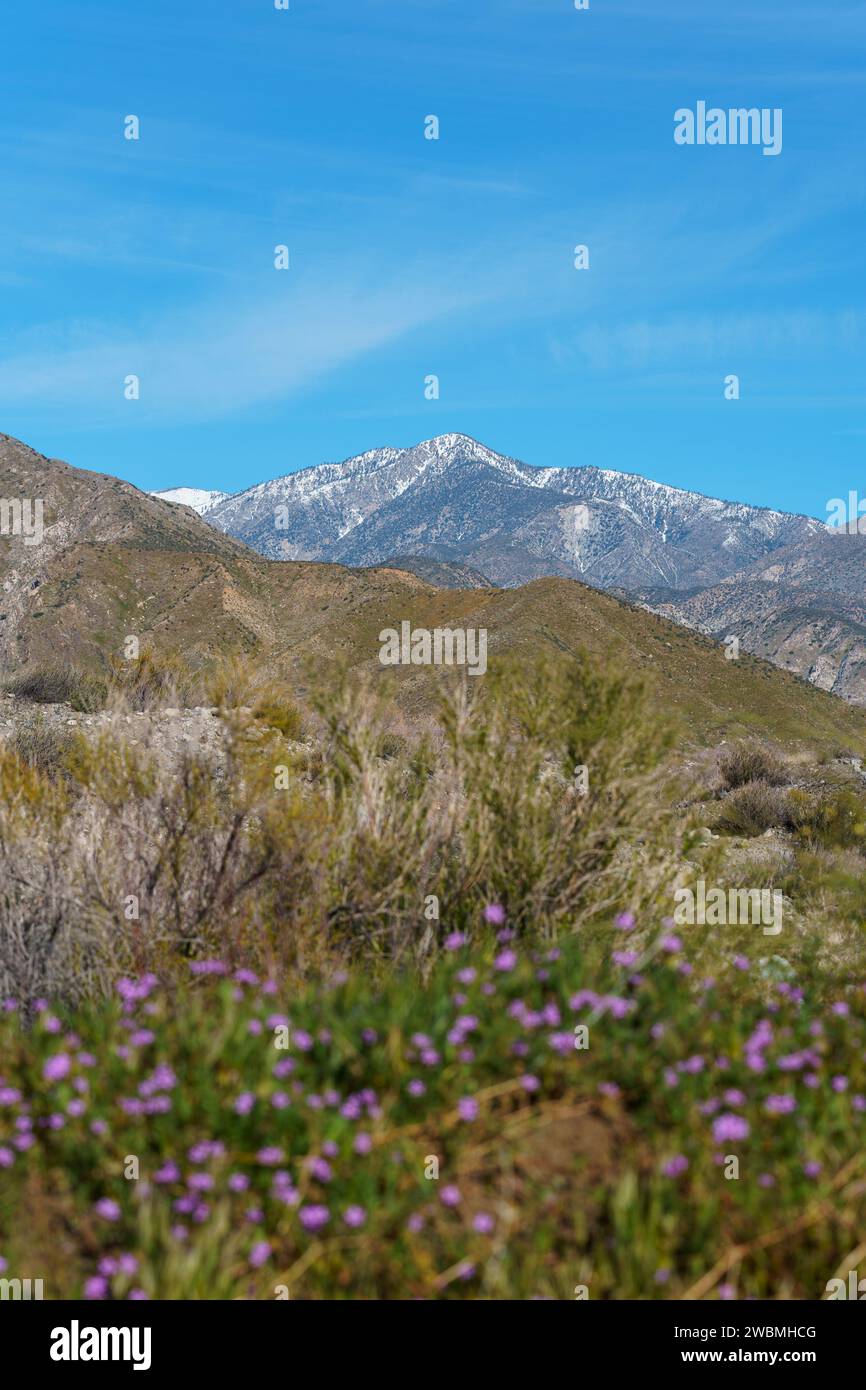 Vue de la neige sur la montagne San Gorgonio avec des fleurs sauvages violettes au premier plan de la réserve Mission Creek à Desert Hot Springs, Californie Banque D'Images