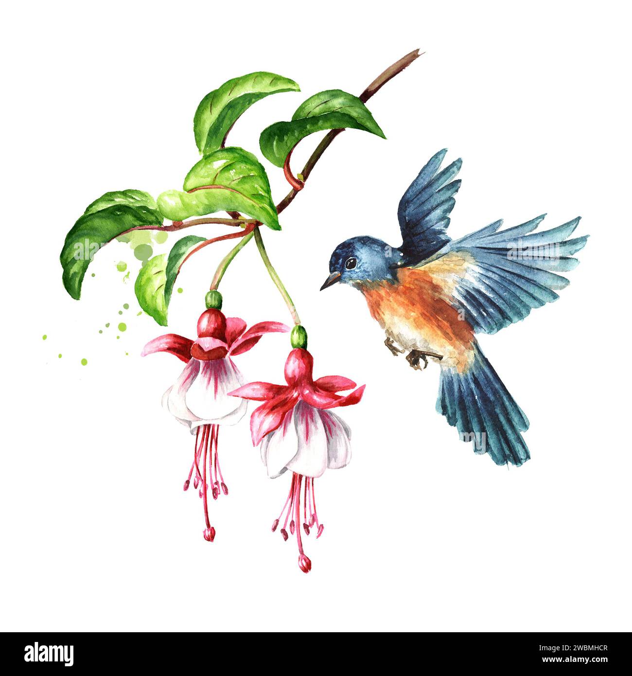 Oiseau assis sur une branche de Fuchsia fleurie avec des fleurs roses, des bourgeons et des feuilles. Illustration d'aquarelle dessinée à la main, isolée sur fond blanc Banque D'Images