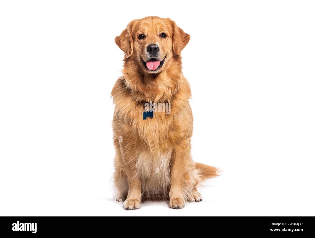 Heureux assis et haletant Golden retriever chien regardant la caméra, portant un collier et une étiquette d'identification Banque D'Images