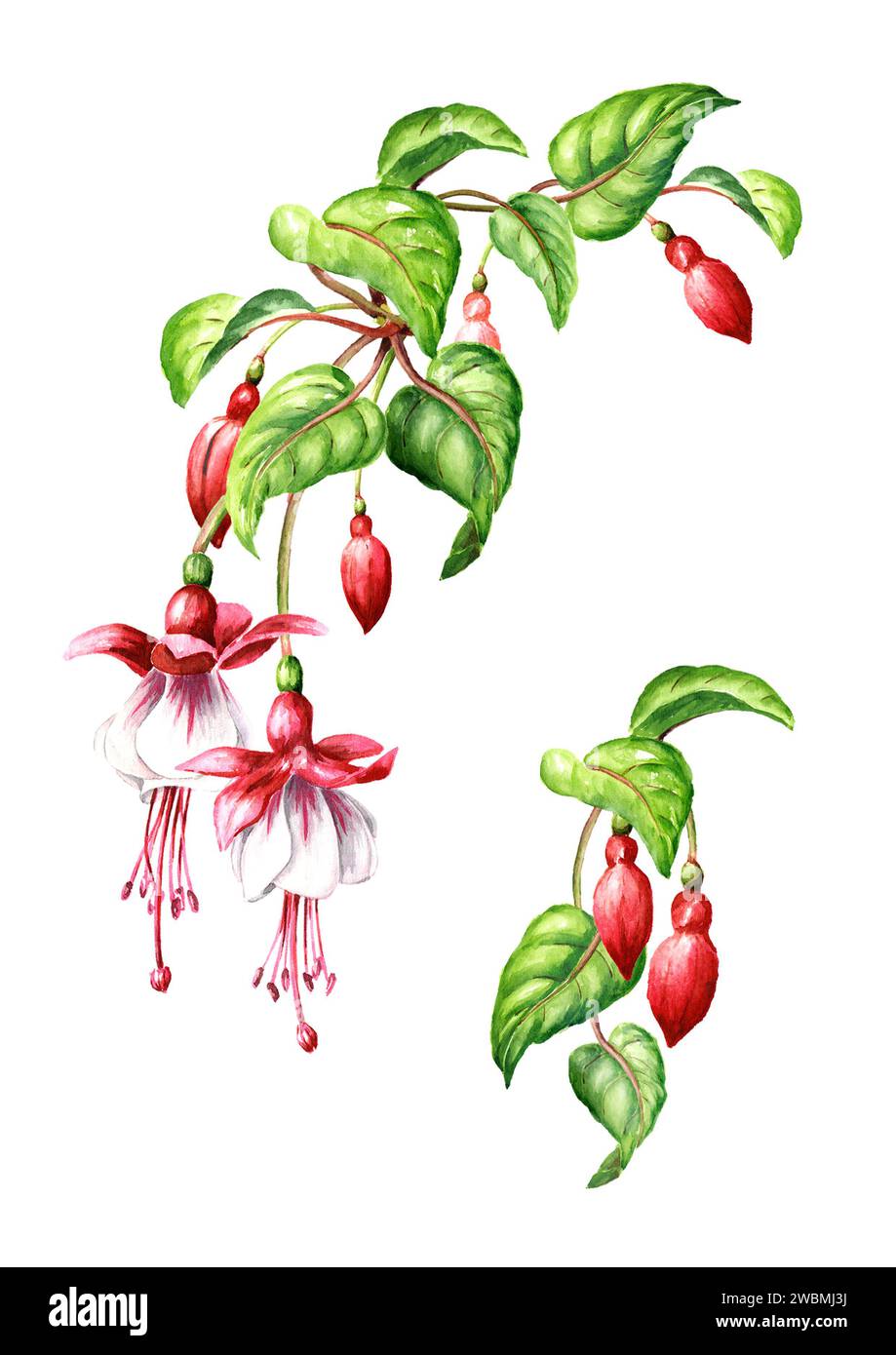 Ensemble de branches de fleur fuchsia. Illustration d'aquarelle dessinée à la main isolée sur fond blanc Banque D'Images