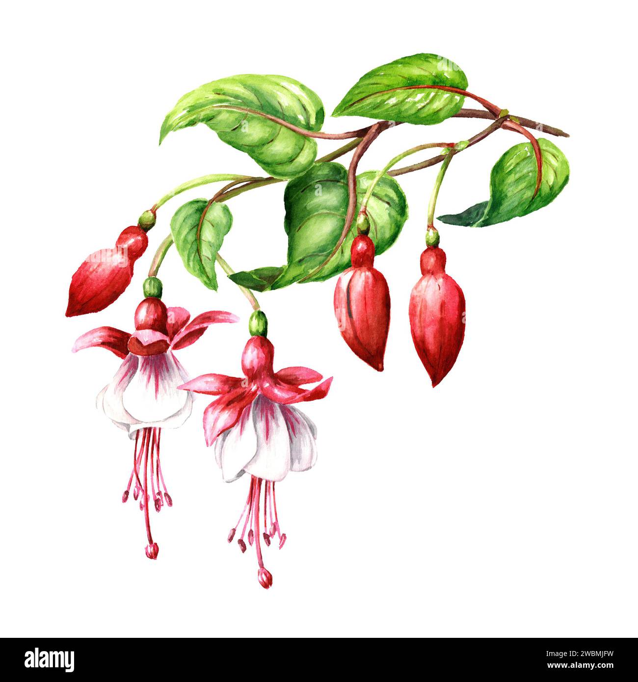 Branche de fleur fuchsia avec fleurs roses, bourgeons et feuilles. Illustration d'aquarelle dessinée à la main isolée sur fond blanc Banque D'Images