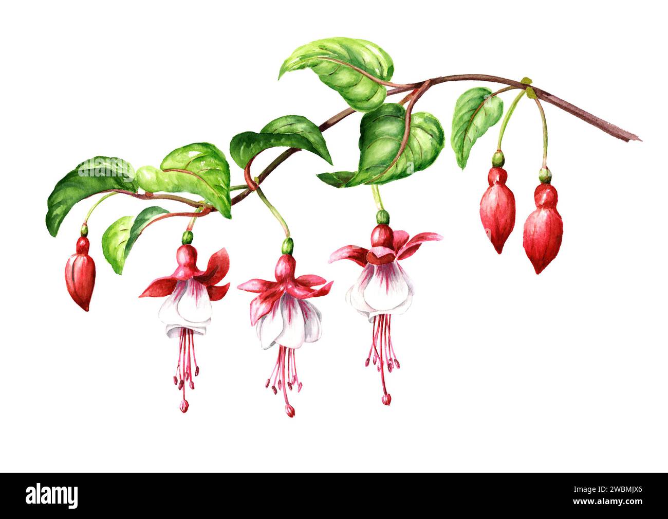 Branche de fleur fuchsia avec fleurs roses, bourgeons et feuilles. Illustration d'aquarelle dessinée à la main, isolée sur fond blanc Banque D'Images