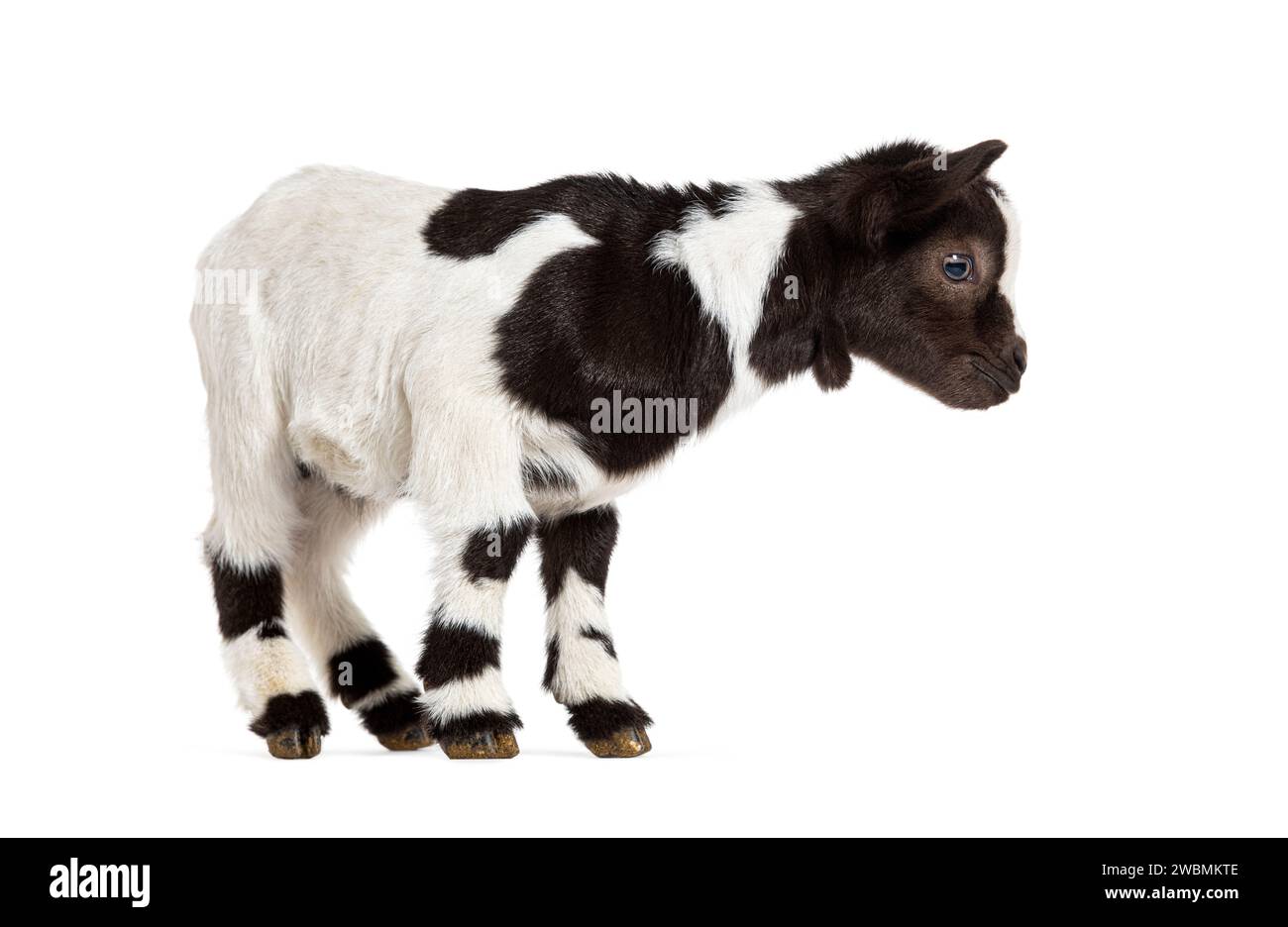 Enfant noir et blanc d'une chèvre pigmée tibétaine, isolé sur blanc Banque D'Images