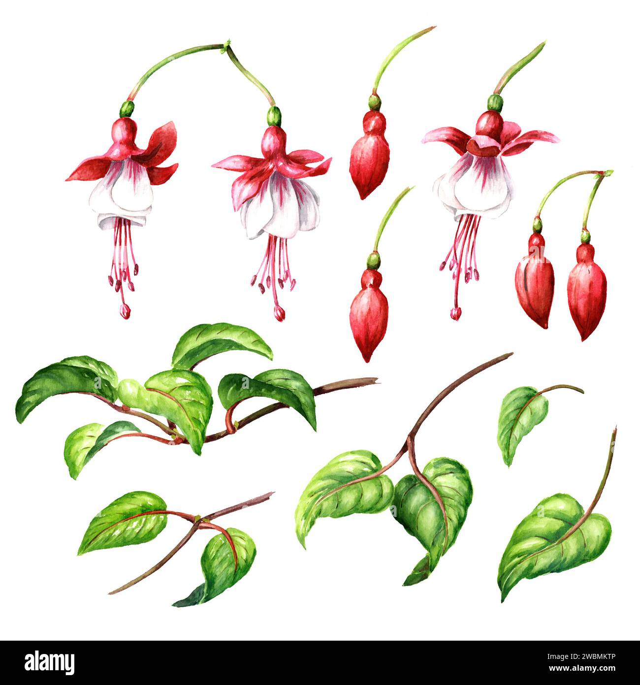 Ensemble d'éléments floraux fuchsia. Fleurs roses, bourgeons et feuilles. Illustration d'aquarelle dessinée à la main isolée sur fond blanc Banque D'Images