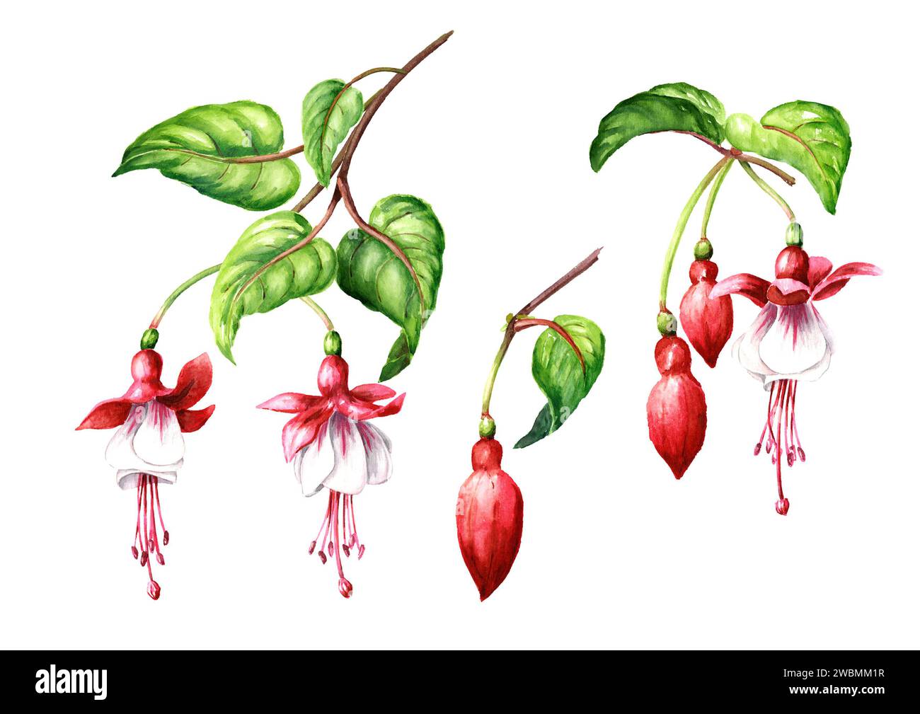 Ensemble de fleurs fuchsia. Fleurs roses, bourgeons et feuilles. Illustration d'aquarelle dessinée à la main, isolée sur fond blanc Banque D'Images