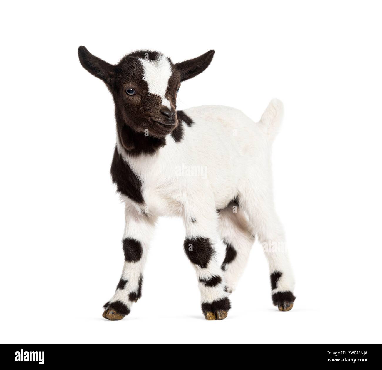 Vue latérale d'un enfant noir et blanc d'une chèvre pigmy tibétaine, isolée sur blanc Banque D'Images