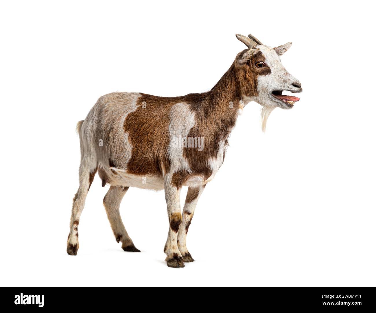 Bouche saignante de chèvre pigmée tibétaine ouverte, isolée sur blanc Banque D'Images