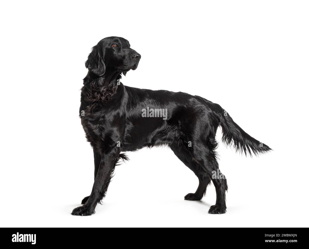 Vue latérale d'un chien noir Flatcoat Retriever debout et regardant en arrière, isolé sur blanc Banque D'Images