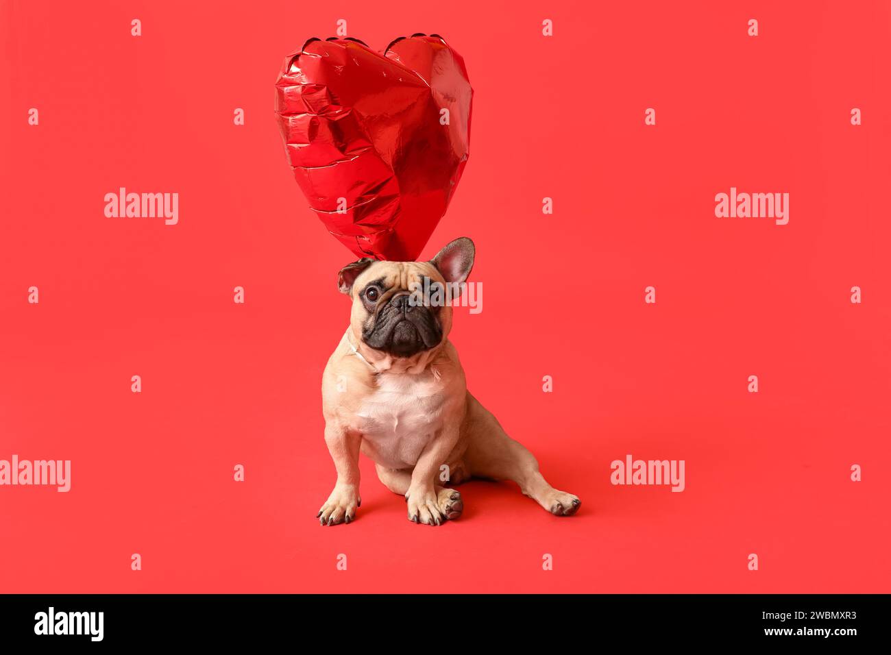 Mignon bulldog français avec ballon en forme de coeur sur fond rouge. Fête de la Saint-Valentin Banque D'Images