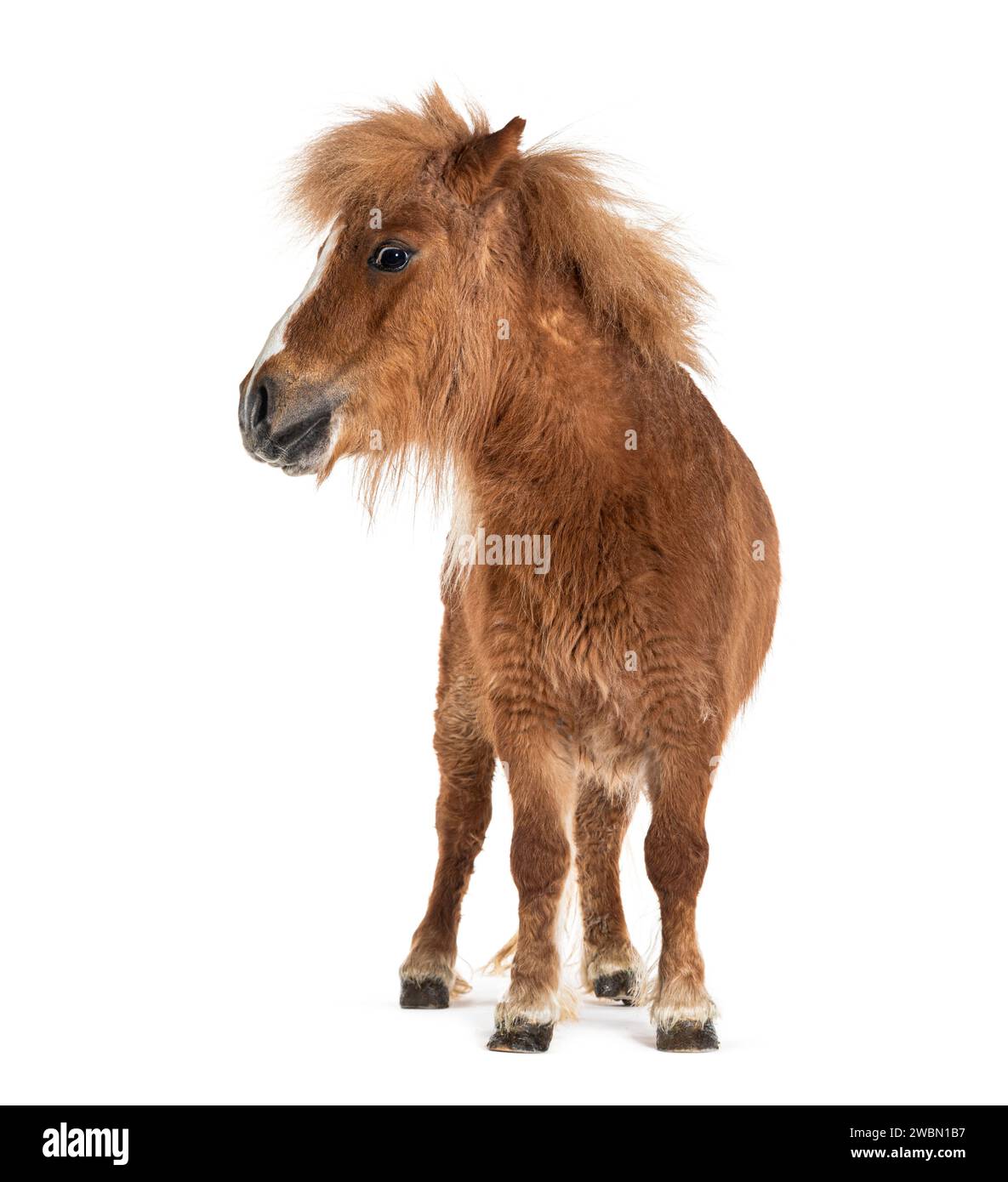 Falabella, Falabella cheval miniature, Falabella poney, nain argentin, Cheval miniature, cheval jouet Banque D'Images