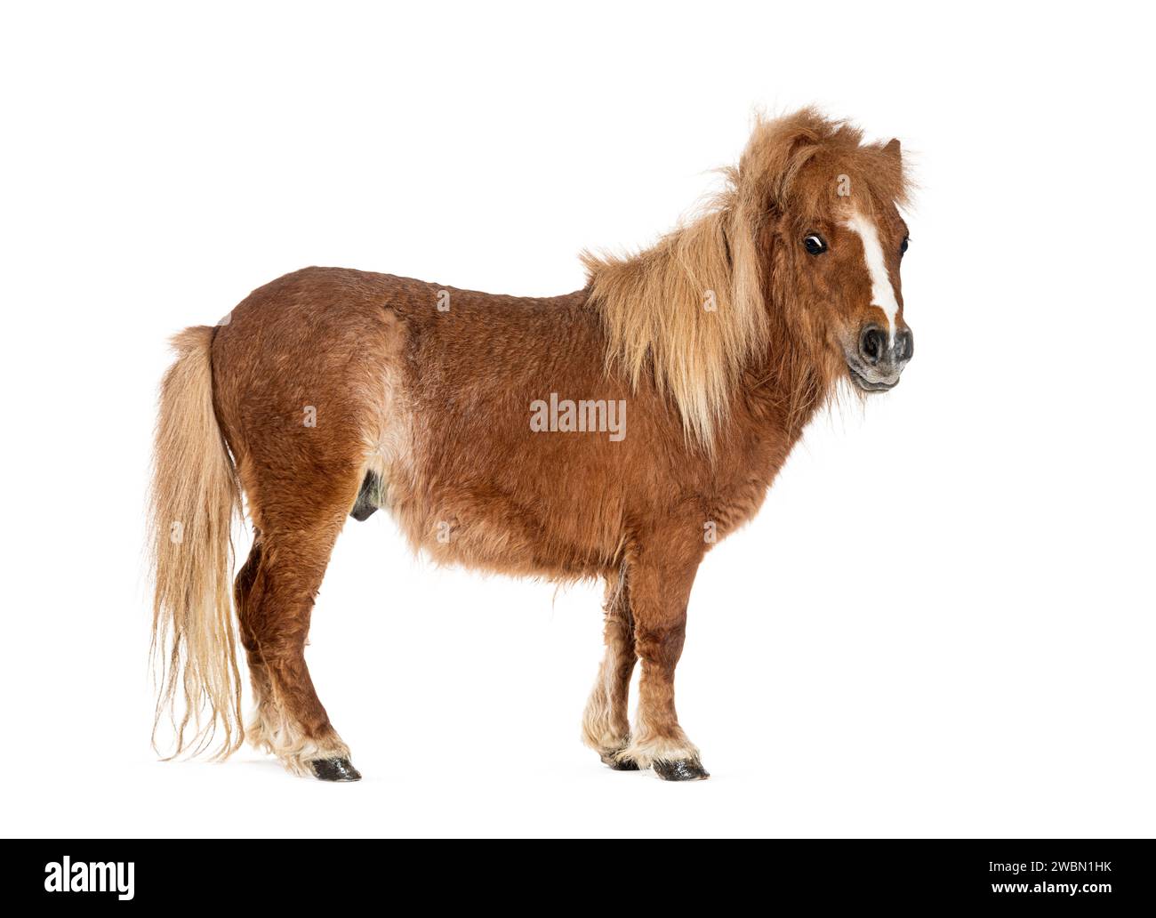 Falabella, Falabella cheval miniature, Falabella poney, nain argentin, Cheval miniature, cheval jouet Banque D'Images