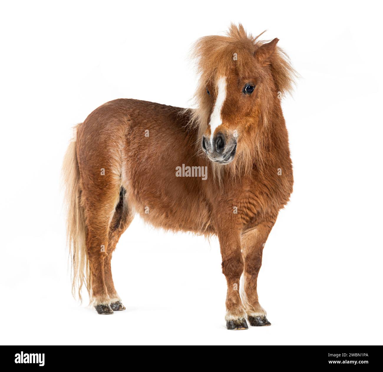 Falabella, Falabella cheval miniature, Falabella poney, nain argentin, Cheval miniature, cheval jouet Banque D'Images