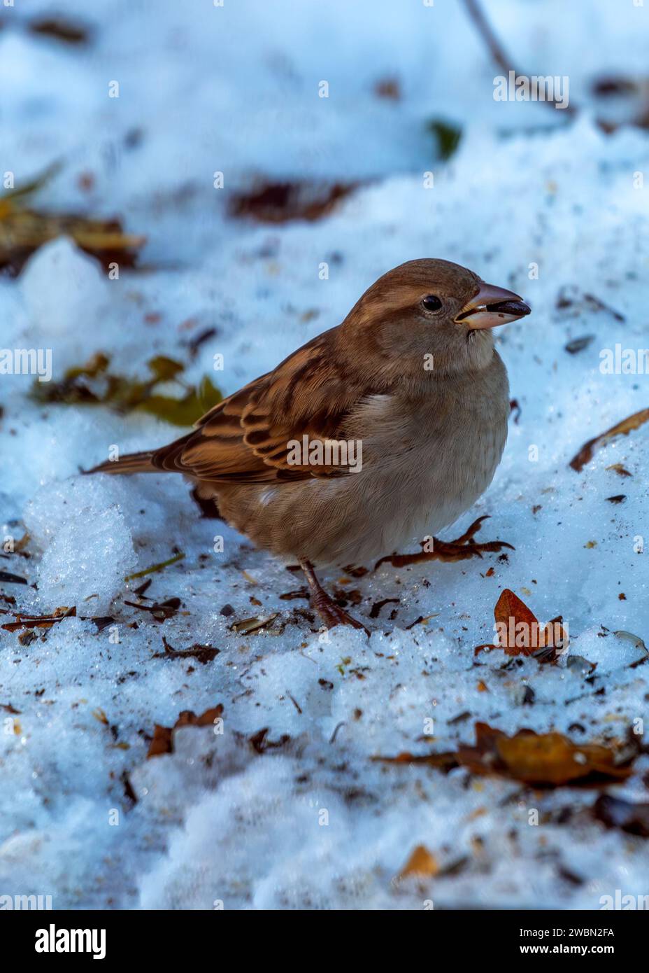 À Dublin, en Irlande, une femme House Sparrow orne les scènes urbaines avec une subtile élégance. Florissante dans les jardins de la ville, elle incarne l'esprit animé de Dubli Banque D'Images