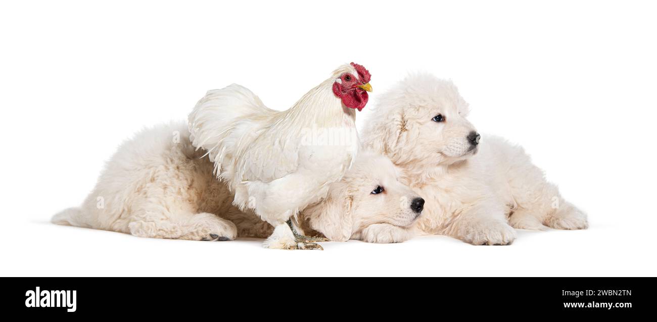 Huit semaines ols chiots Maremma étant imprégné d'un poulet, ensemble, isolé sur blanc Banque D'Images