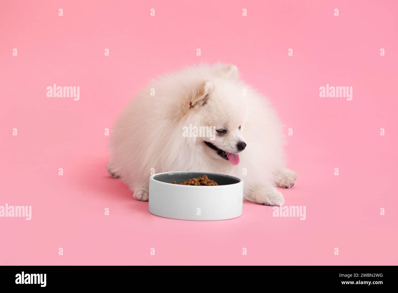Portrait d'un chiot pomeranian moelleux mignon. Le chien Spitz se trouve près d'un bol de nourriture sur un fond rose avec un endroit pour un test. Banque D'Images