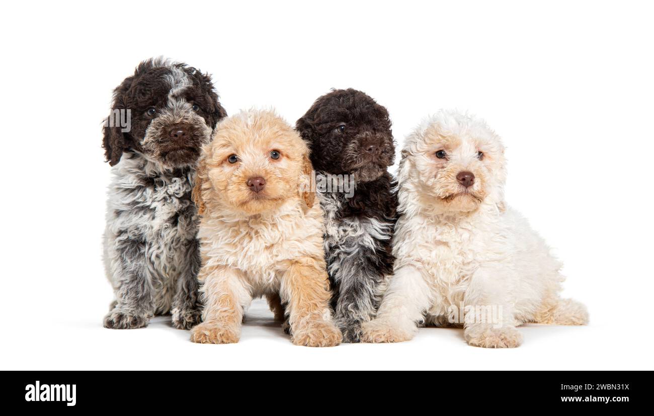 Quatre chiots Lagotto Romagnolo âgés de trois mois dans une rangée, isolés sur blanc Banque D'Images