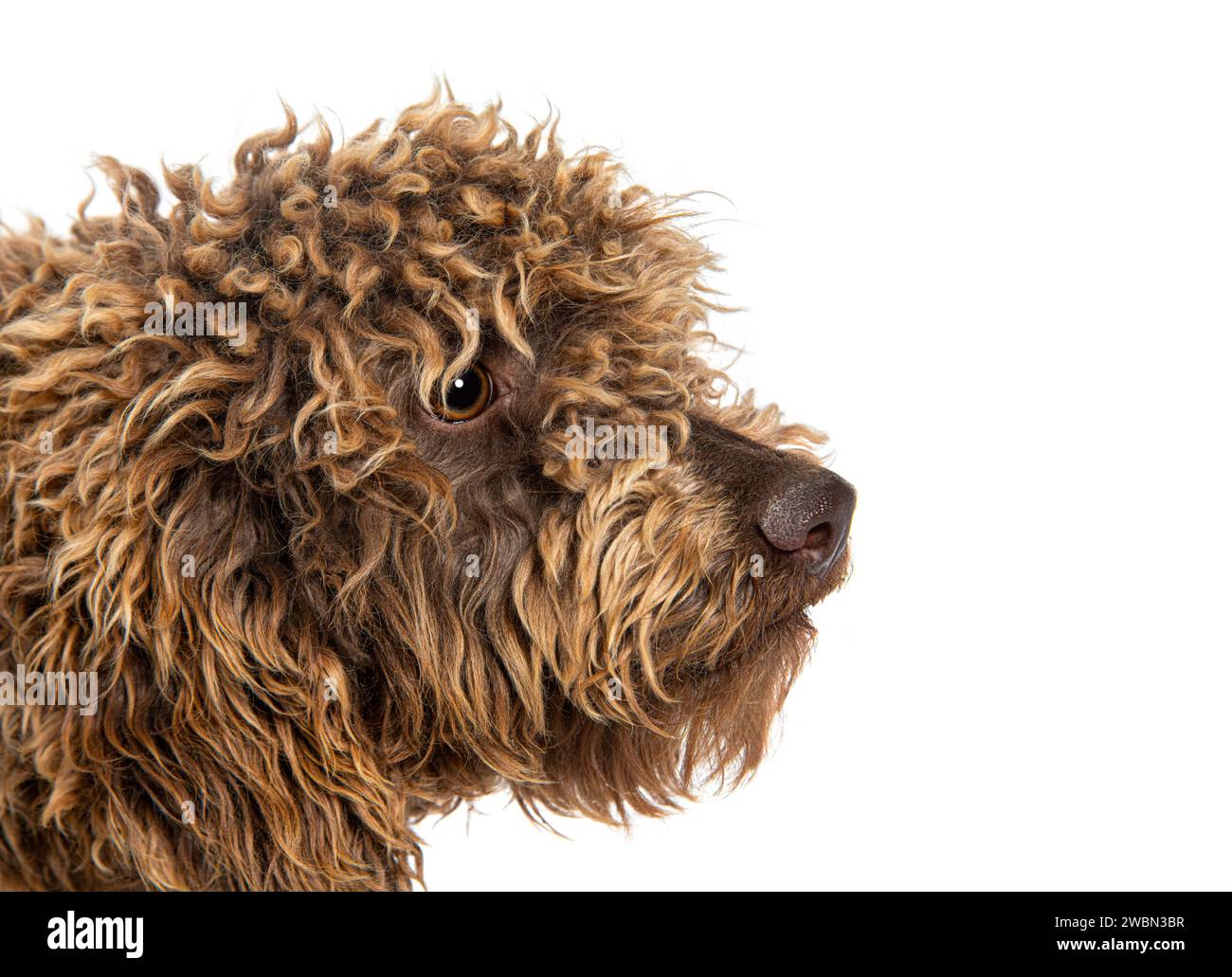 Plan de tête d'un chien Lagotto Romagnolo, isolé sur blanc Banque D'Images