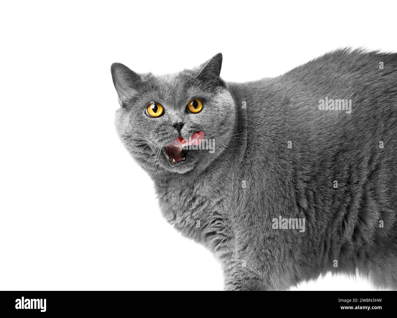 Gros chat britannique gris lèche après avoir mangé, isolé sur blanc, espace de copie. Obésité, régime alimentaire, perte de poids d'un chat écossais, publicité de nourriture pour surpeser Banque D'Images