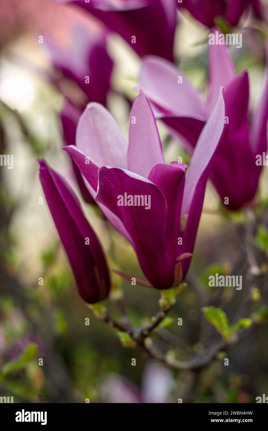 Fleurs de magnolia ouvertes et non ouvertes en gros plan Banque D'Images