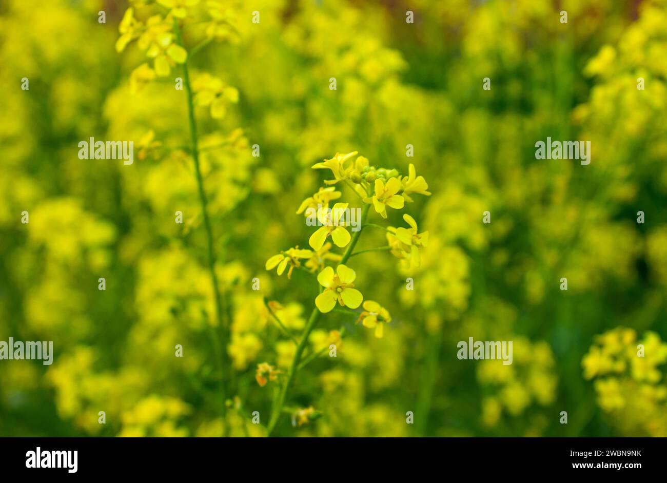 Gros plan d'une fleur de colza devant un champ de colza flou. Foyer sélectif de fleurs de colza (Brassica napus) dans un champ de canola avec flou Banque D'Images