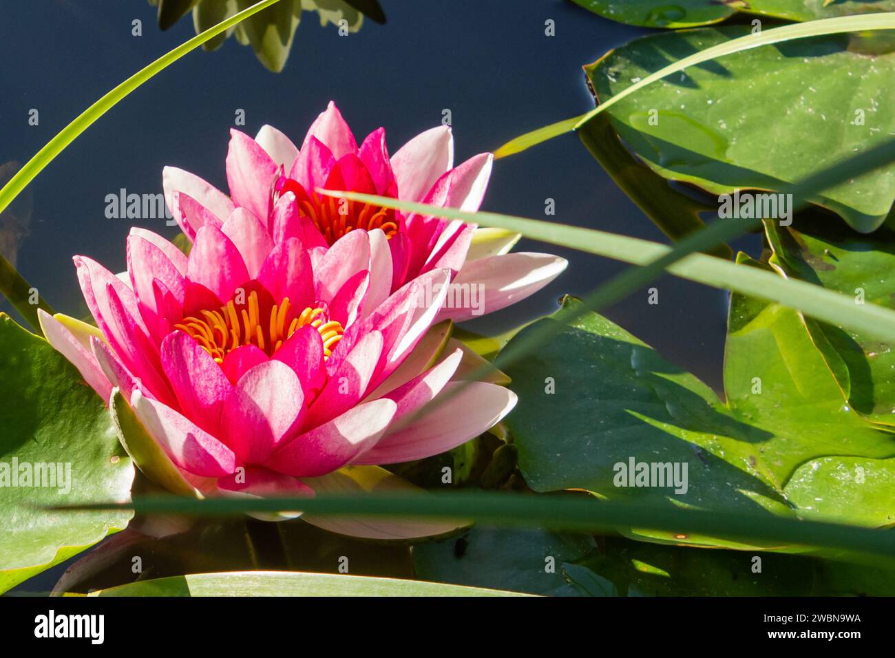 Belles deux fleurs de lotus rose avec des feuilles vertes dans l'étang. Un nénuphar de lotus rose fleurissant sur l'eau, printemps magique, backgro rêveur d'été Banque D'Images