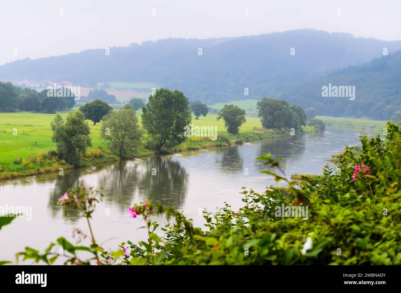Paysage fluvial avec baume fleuri (ineImpatiens glandulifera) au premier plan dans la vallée de la rivière Weser près de Bad Karlshafen Banque D'Images