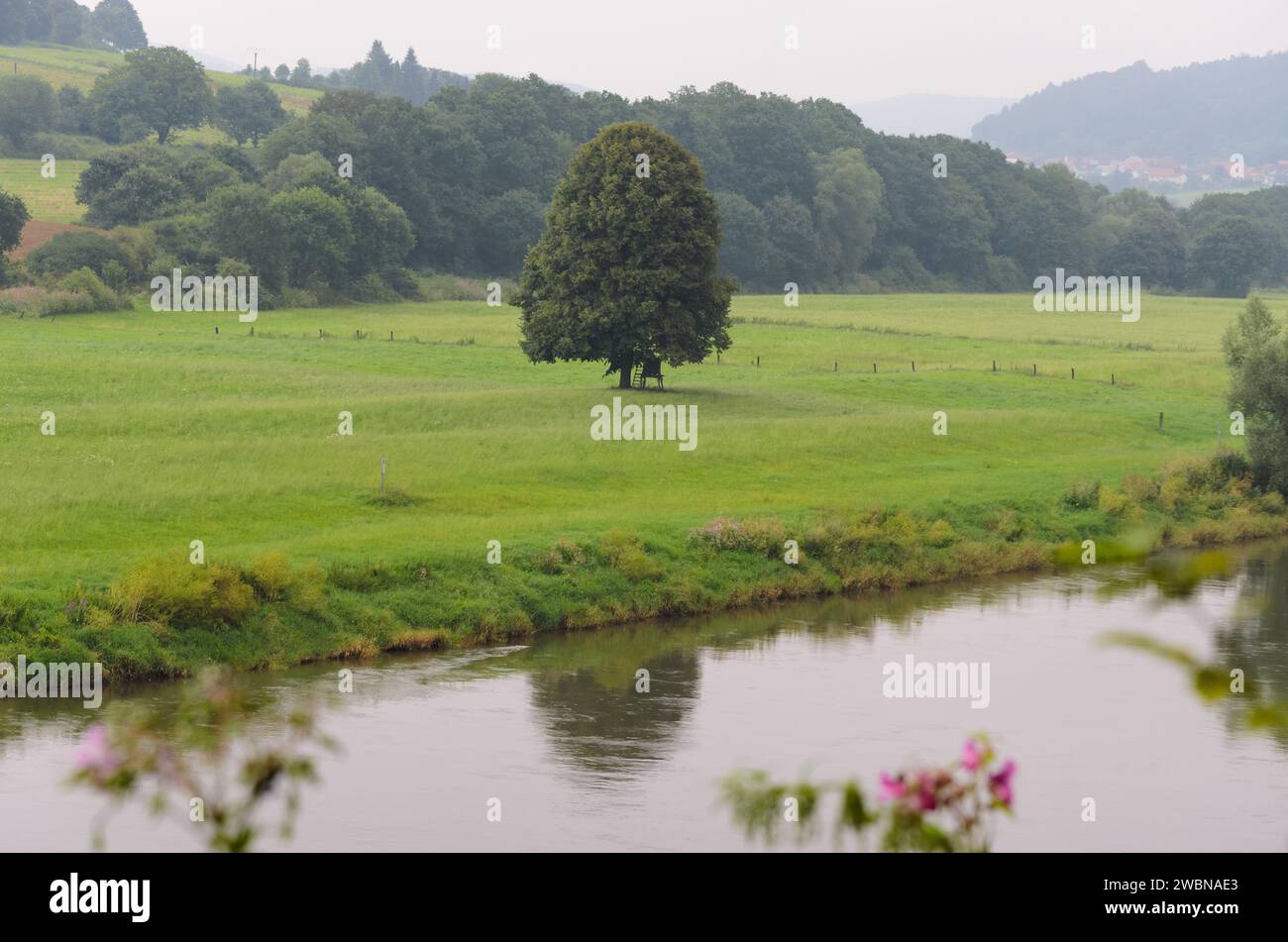 Paysage fluvial avec baume fleuri (ineImpatiens glandulifera) au premier plan dans la vallée de la rivière Weser près de Bad Karlshafen Banque D'Images