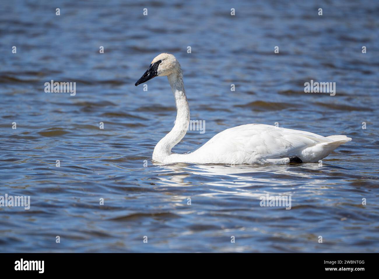 Le trompettiste Swan (Cygnus buccinator) nage dans le lac Swan dans le parc national de Yellowstone. Les cygnes trompettes sont la plus grande sauvagine d'Amérique du Nord. Banque D'Images