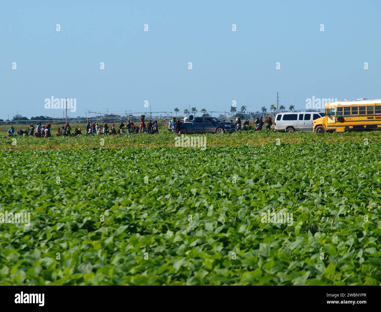 Miami, Floride, États-Unis - 31 décembre 2023 : terrain agricole dans la banlieue de Miami avec de nombreux travailleurs. Immigrants présents. Banque D'Images