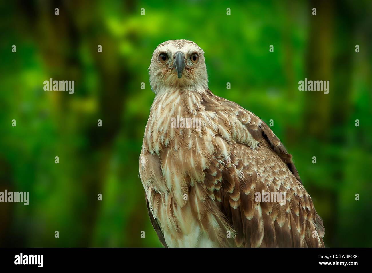 Portrait d'un aigle siffleur ou d'un oiseau Haliastur sphenurus à la recherche de proies Banque D'Images