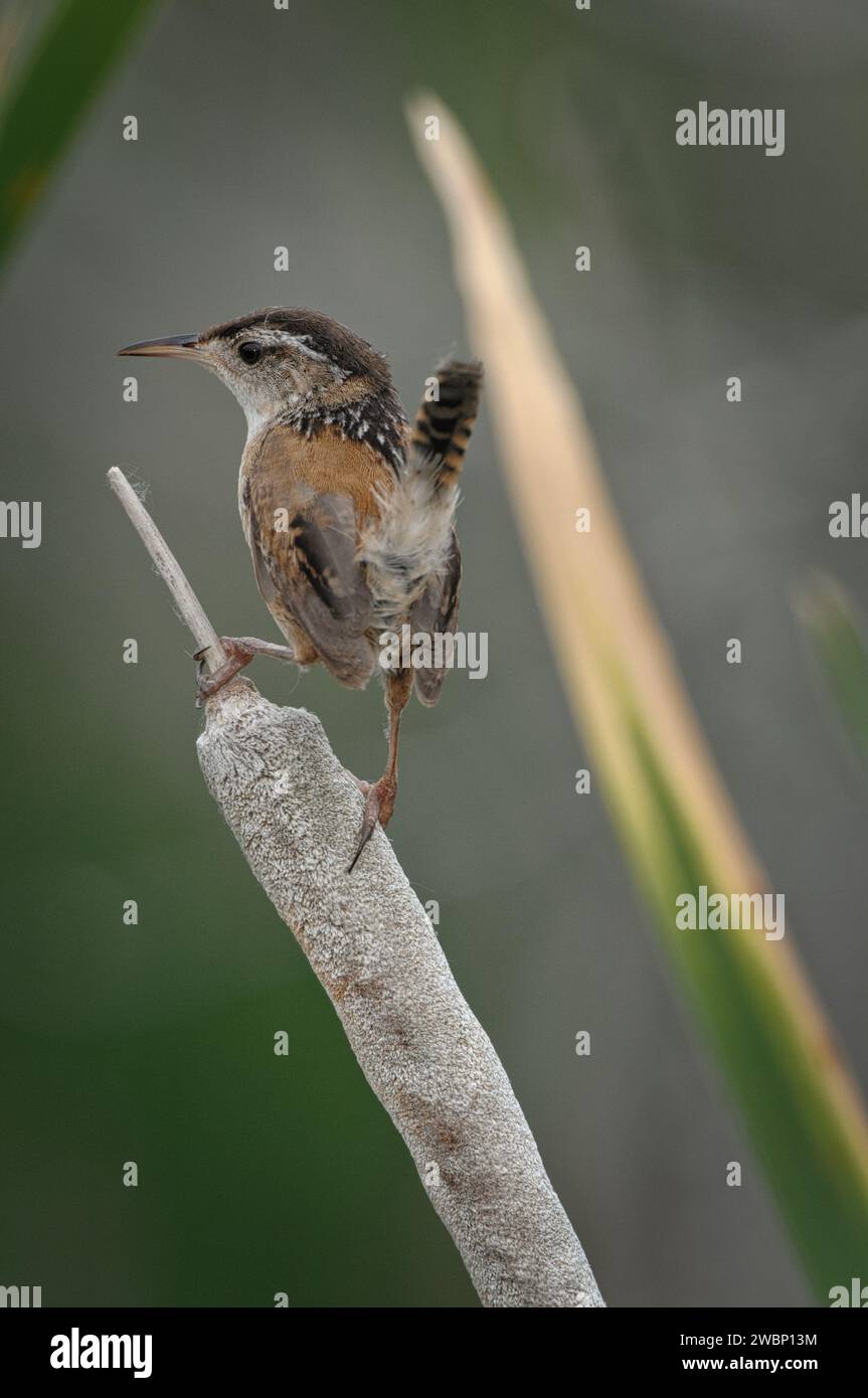 Marsh Wren se perche sur un distaft Banque D'Images