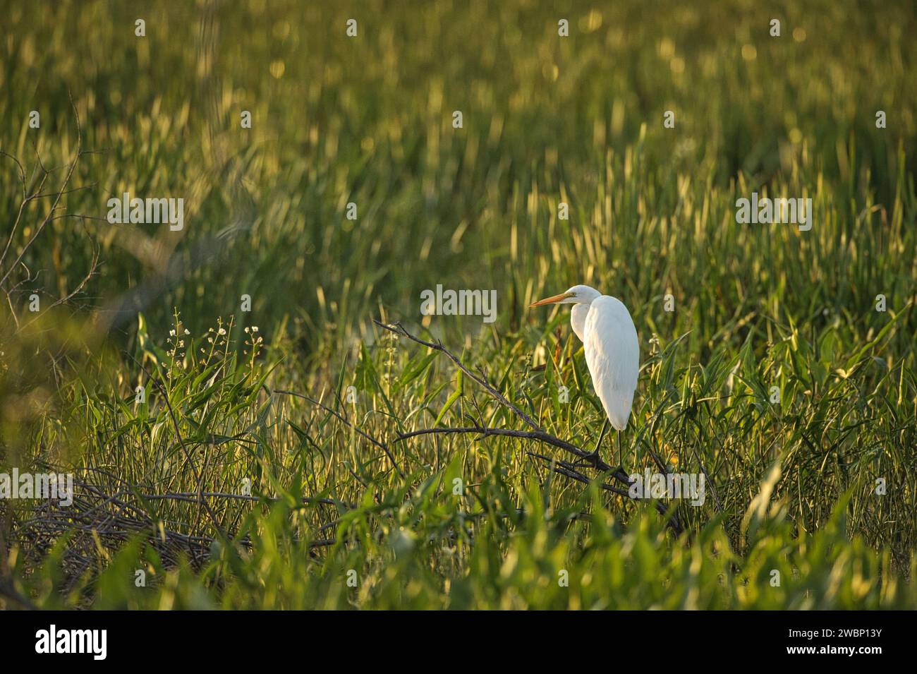 Grand Egret perché sur un arbre Banque D'Images