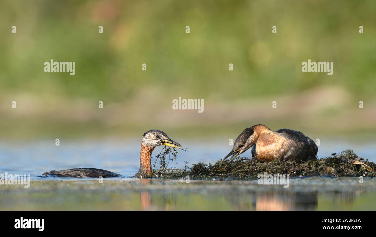 Mâle et femelle Grebe à cou rouge construisant un nid sur l'eau d'un lac Banque D'Images