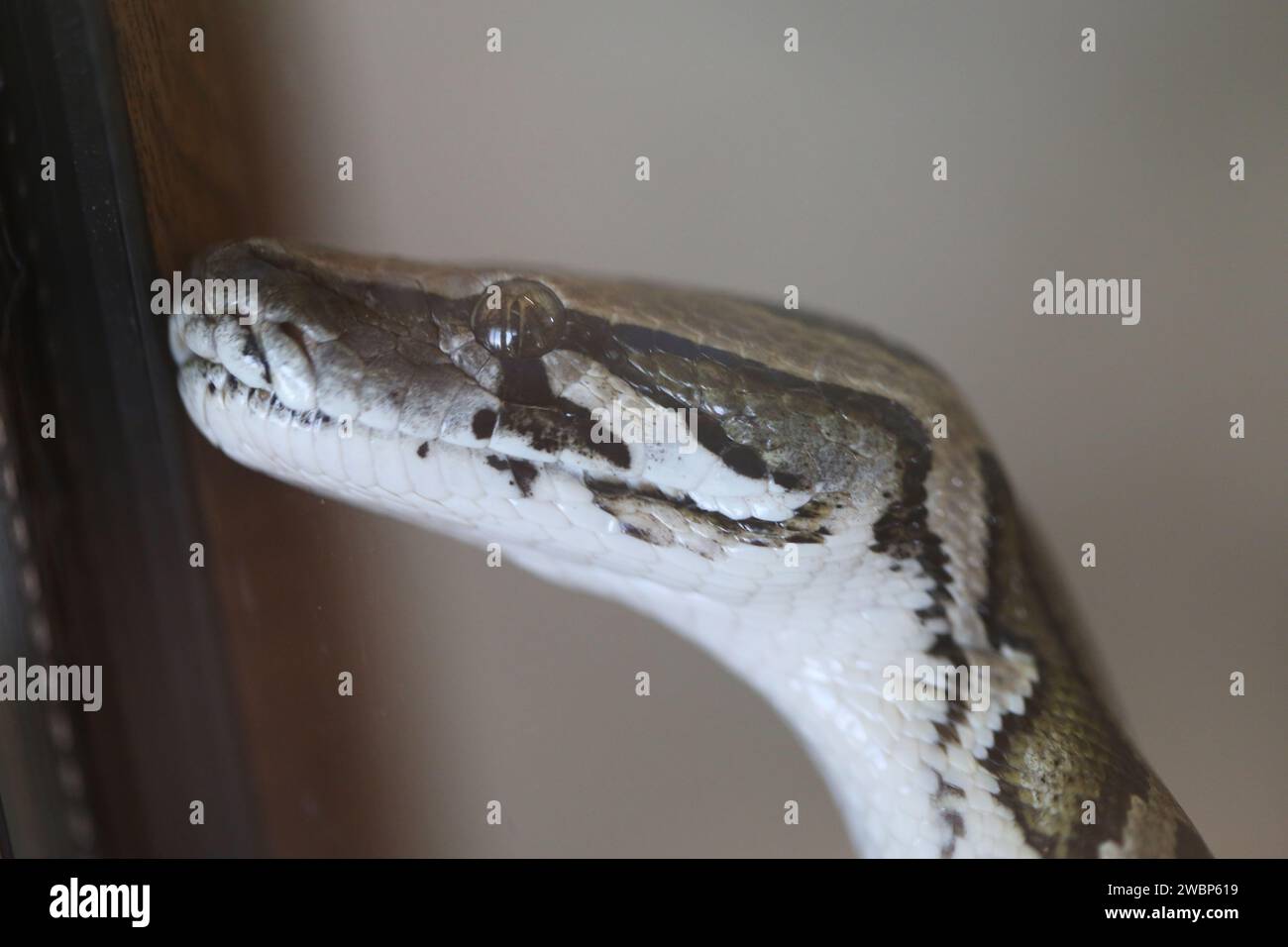 Un grand serpent python photographié en gros plan derrière une tige dans l'aquarium du zoo Banque D'Images