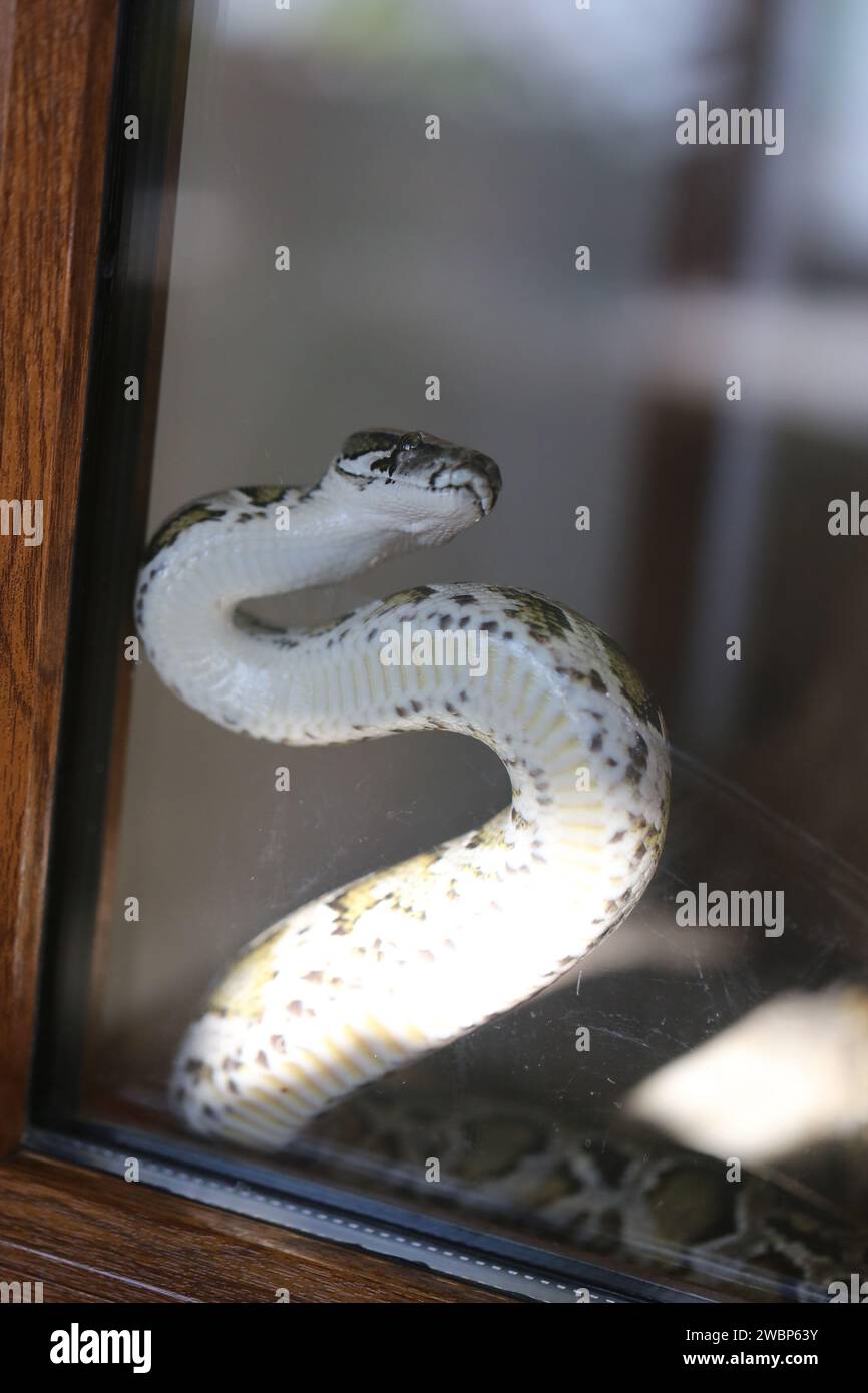 Un grand serpent python photographié en gros plan derrière une tige dans l'aquarium du zoo Banque D'Images