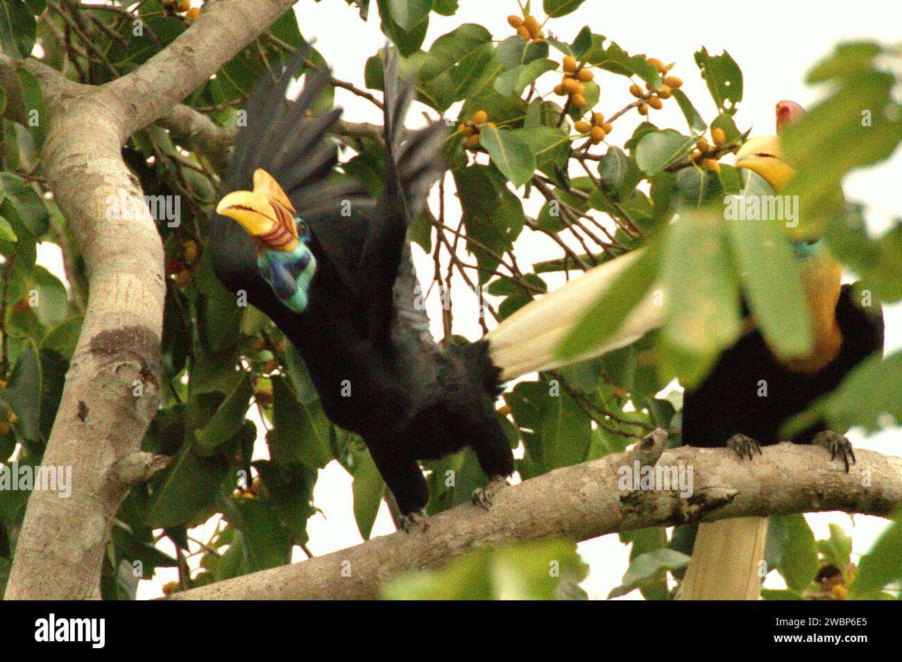 Une femelle de bec-de-lièvre (Rhyticeros cassidix) décolle d'un figuier, laissant son partenaire mâle alors qu'ils se nourrissent dans une zone végétalisée près du pied du mont Tangkoko et Duasudara (Dua Saudara) à Bitung, Sulawesi du Nord, en Indonésie. L'Union internationale pour la conservation de la nature (UICN) conclut que la hausse des températures a entraîné, entre autres, des changements écologiques, comportementaux et physiologiques dans les espèces sauvages et la biodiversité. "Outre l'augmentation des taux de maladies et la dégradation des habitats, le changement climatique provoque également des changements dans les espèces elles-mêmes, ... Banque D'Images