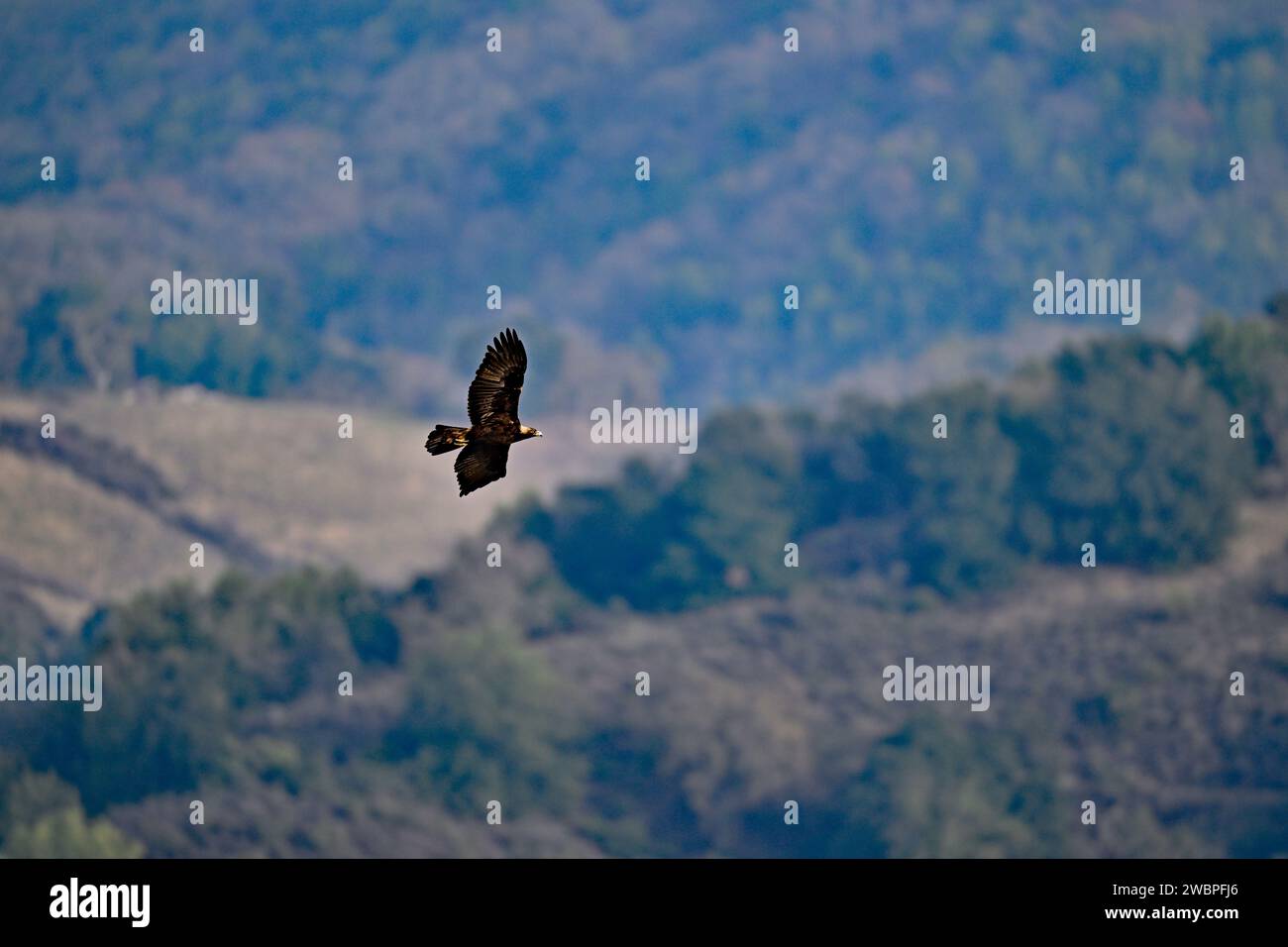 Golden Eagle survolant Sierra Vista Open Space Reserve, San Jose Banque D'Images