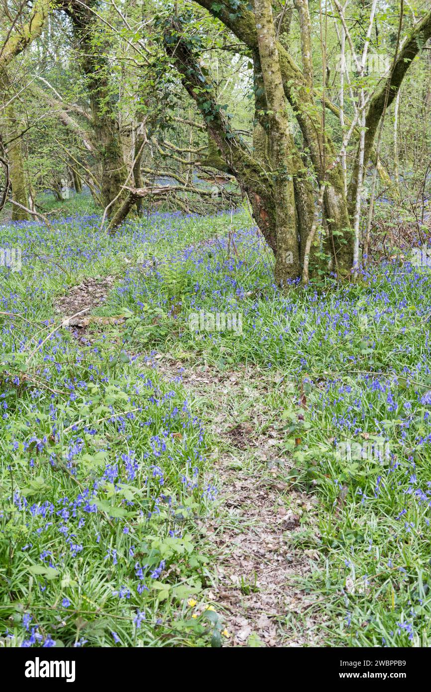 Bluebell Woods, Woodland Trust SSSI, Llandeilo, Carmarthenshire, Galles du Sud, ROYAUME-UNI Banque D'Images