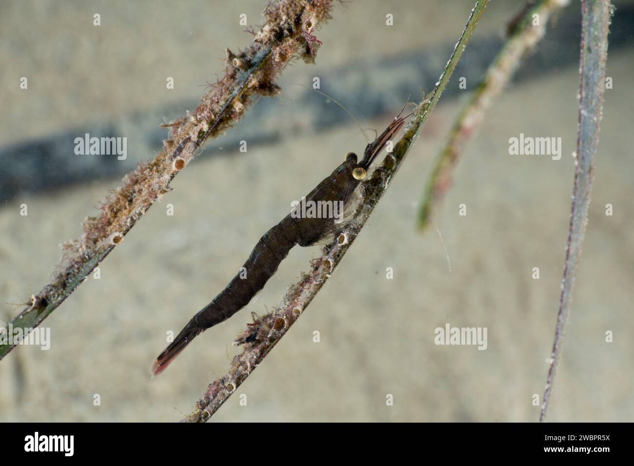 Crevette caméléon Praunus flexuopsus Banque D'Images