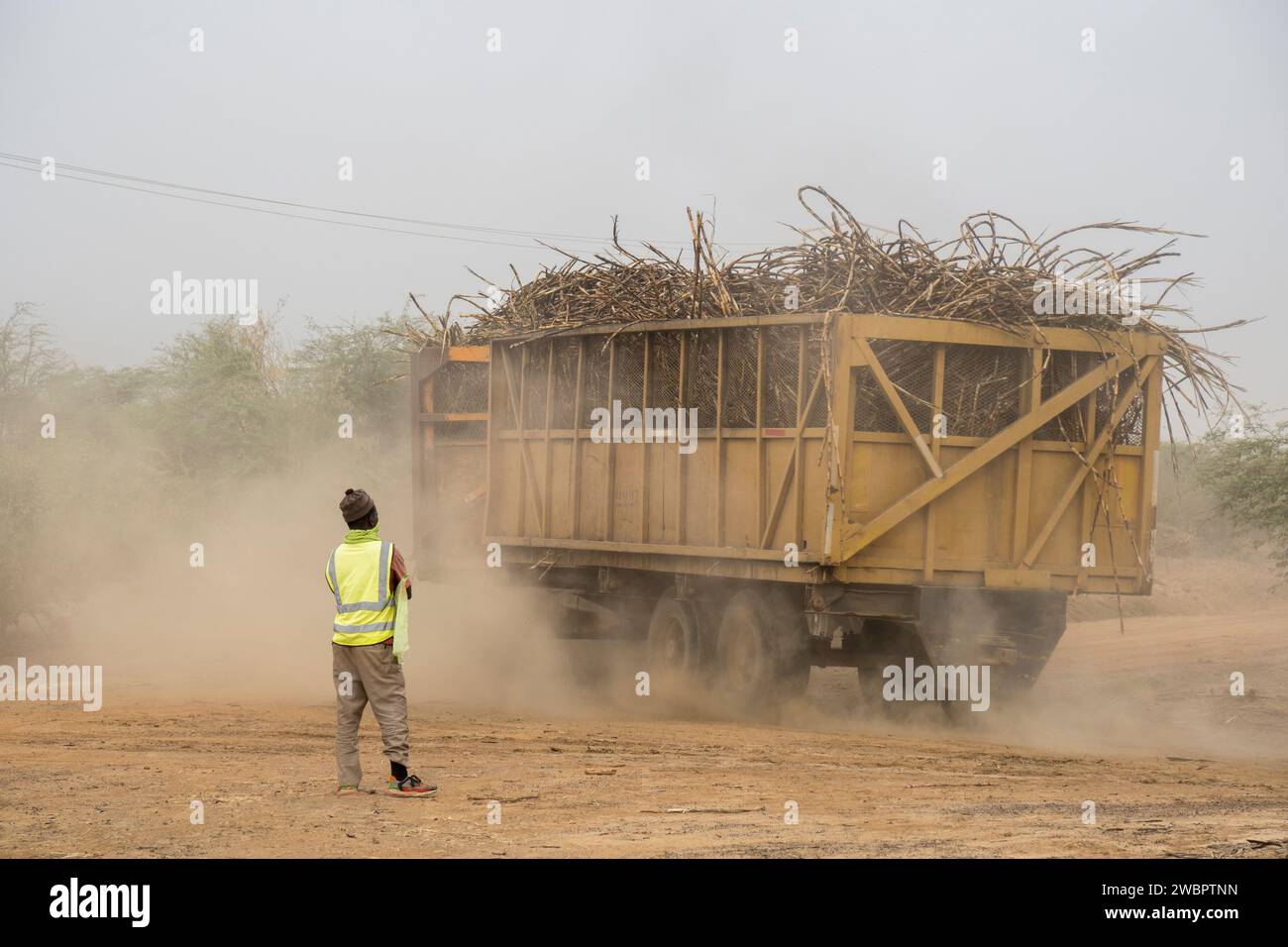 Afrique de l'Ouest, Sénégal, plantation de sucre Richard Toll. Ici, la canne a été coupée après le brûlage pour chasser les animaux nocifs pour les hommes de récolte. Banque D'Images