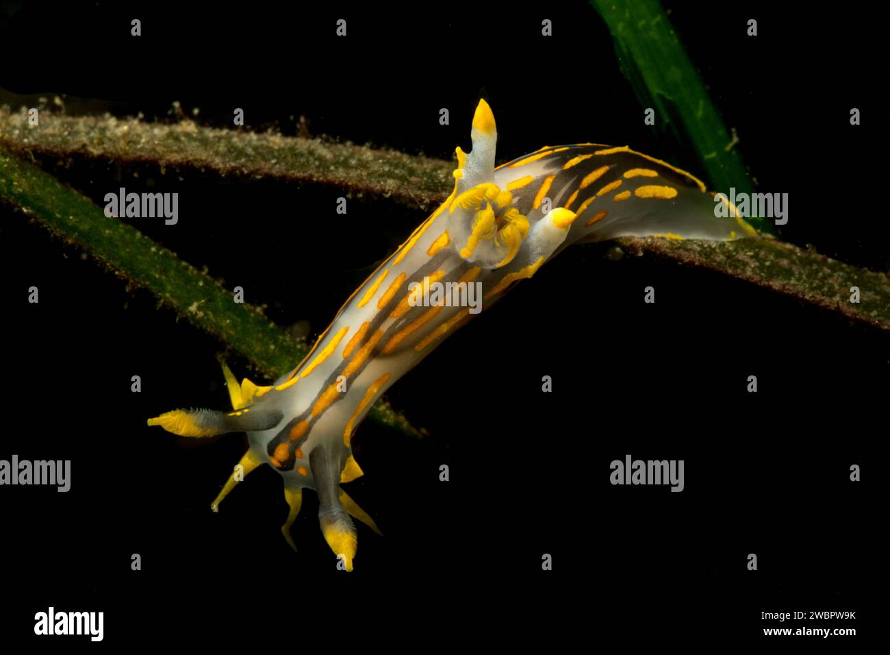 Polycera quadrilineata Banque D'Images