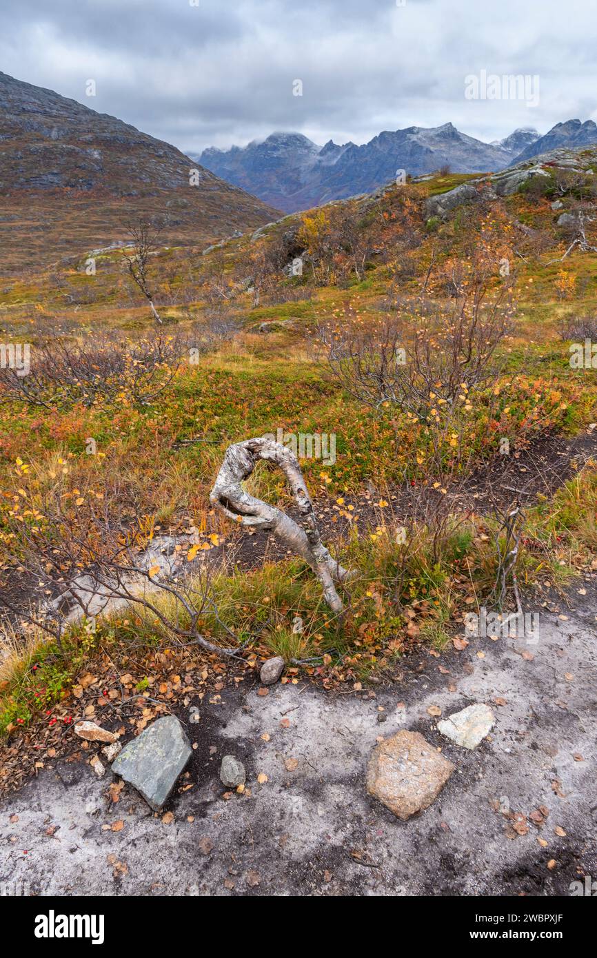 Sich krümmende Birken in den Bergen von Kvaløya, Norvégien. gelb und orange gefärbte Bäume im Herbst in einem Hochtal, rote gelbe und Grüne Pflanzen Banque D'Images