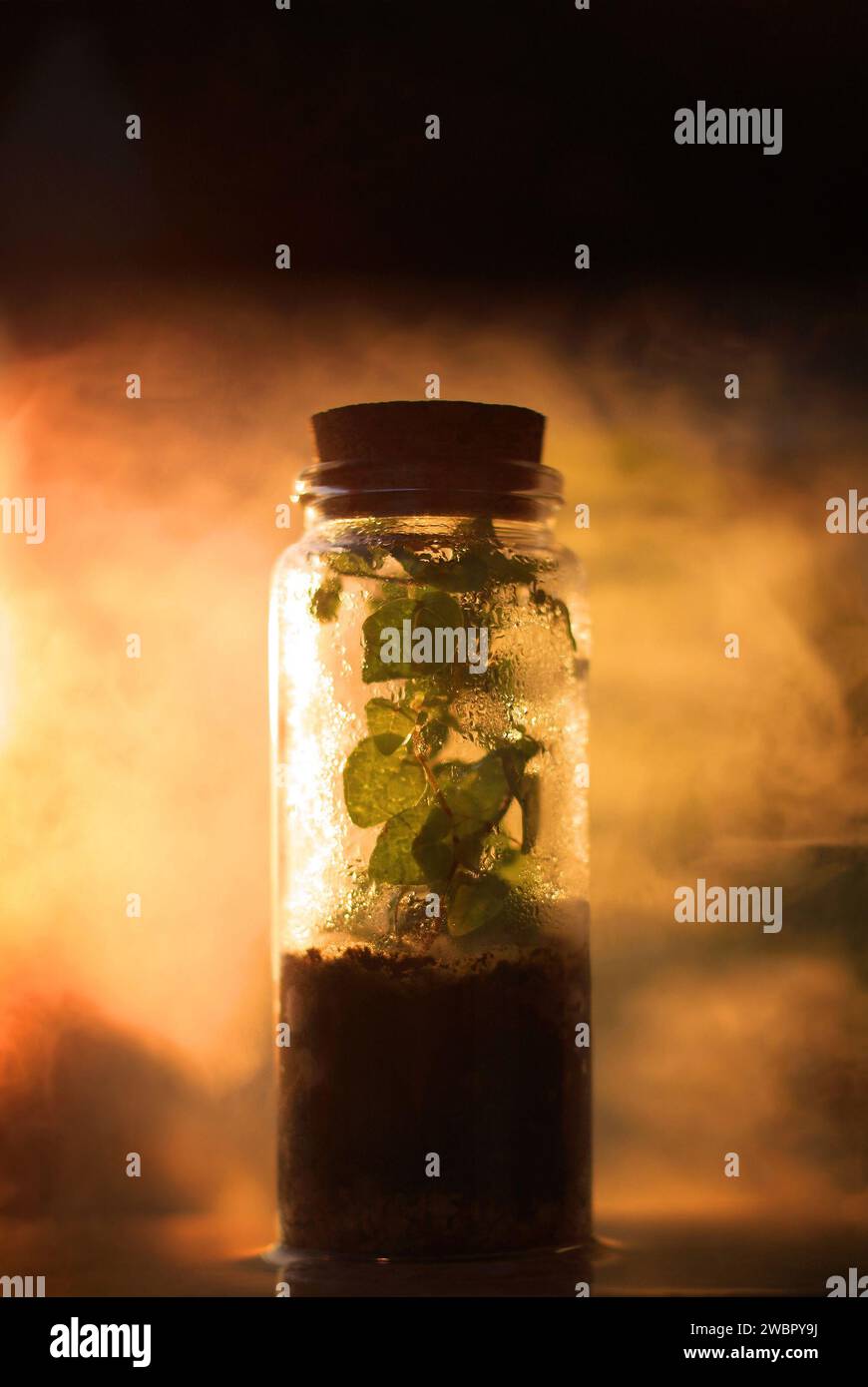 Un terrarium avec de la brume à l'intérieur enveloppé de brouillard magique et de lumière. Banque D'Images
