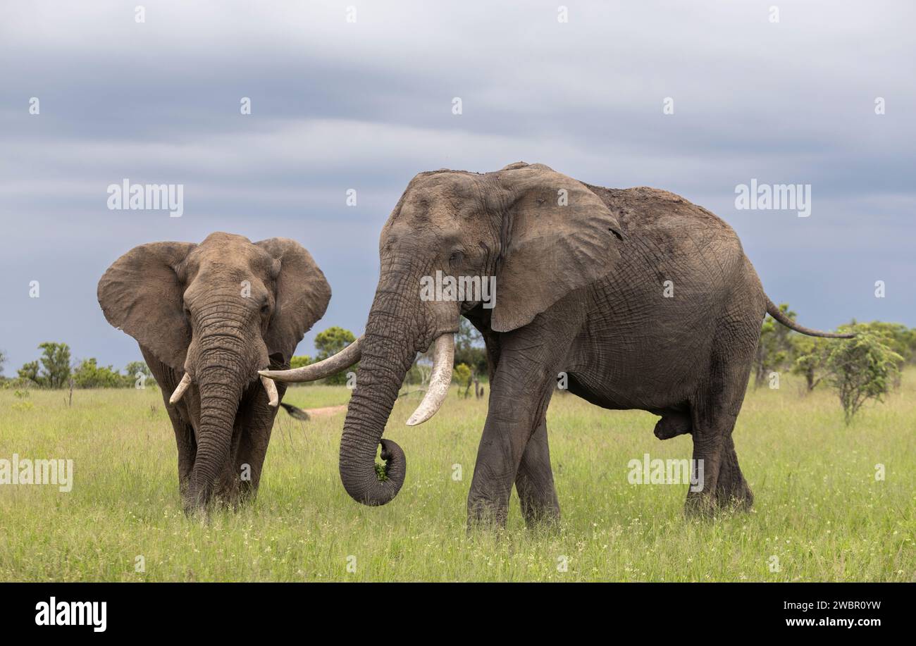 Paire d'éléphants d'Afrique (Loxondota africana) taureaux dans une prairie de savane ouverte Banque D'Images